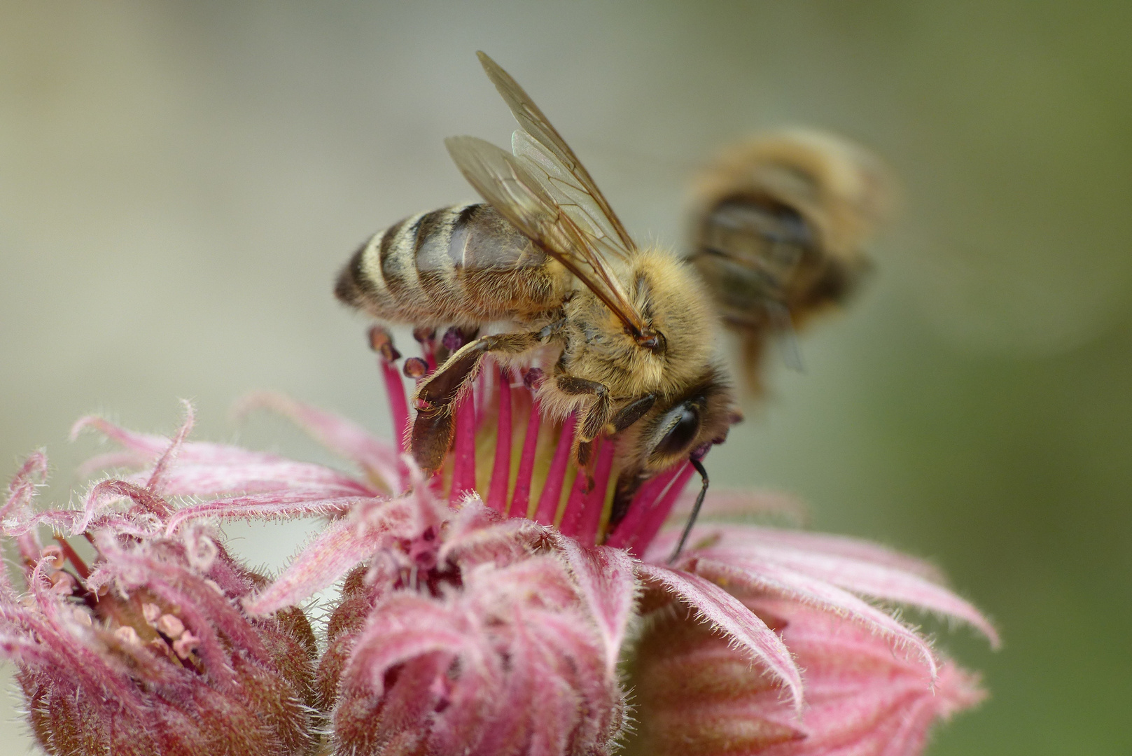 Honigbiene auf der Blüte eines Dachwurzes