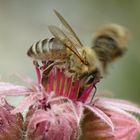 Honigbiene auf der Blüte eines Dachwurzes