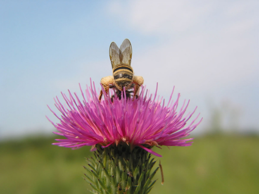 Honigbiene auf Distel