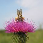 Honigbiene auf Distel