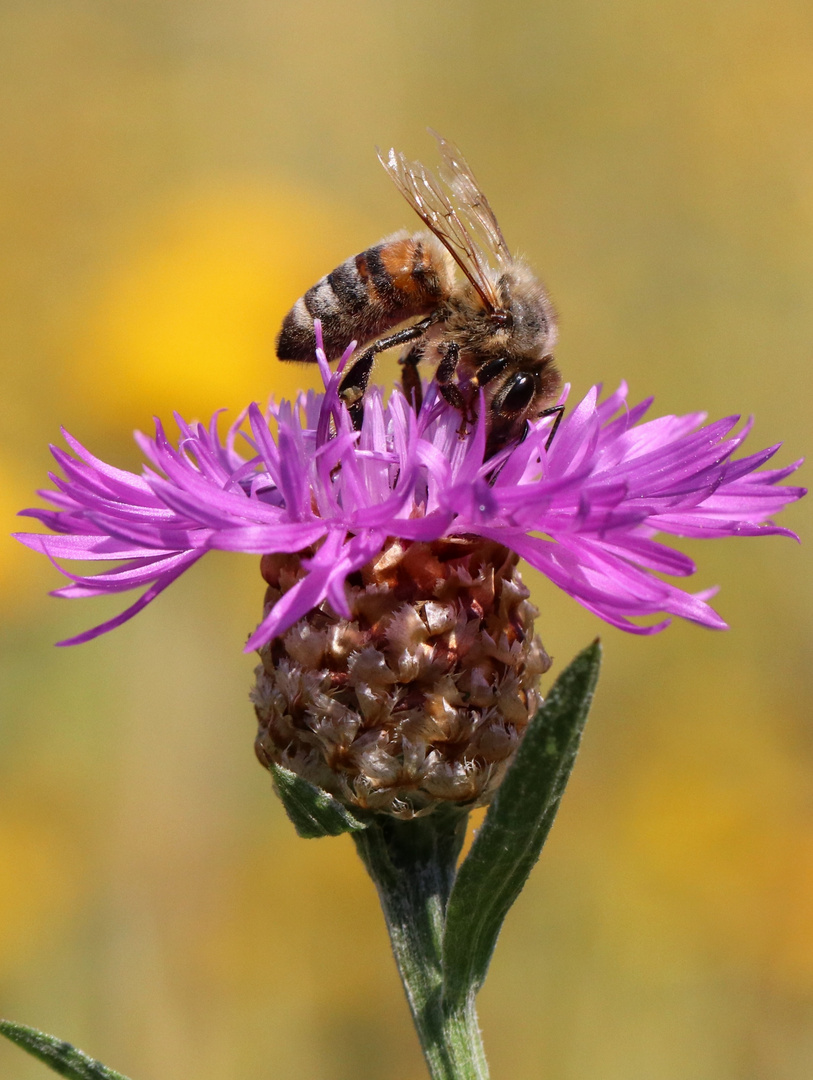 Honigbiene auf Distelblüte