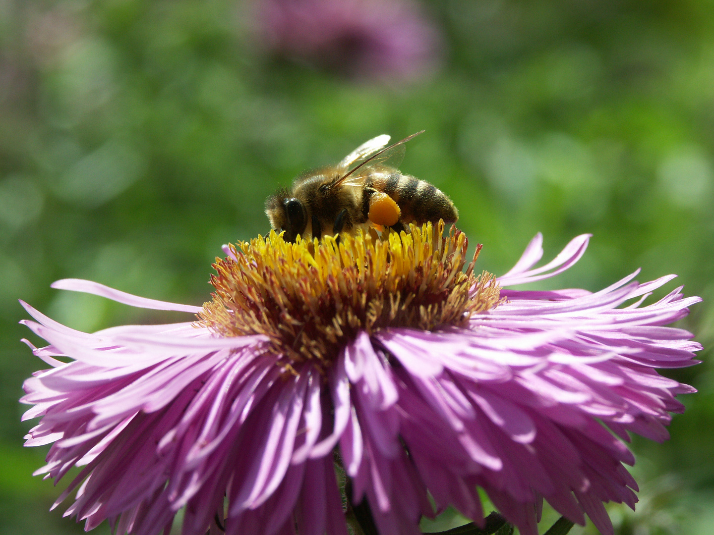 Honigbiene auf einer Herbstaster