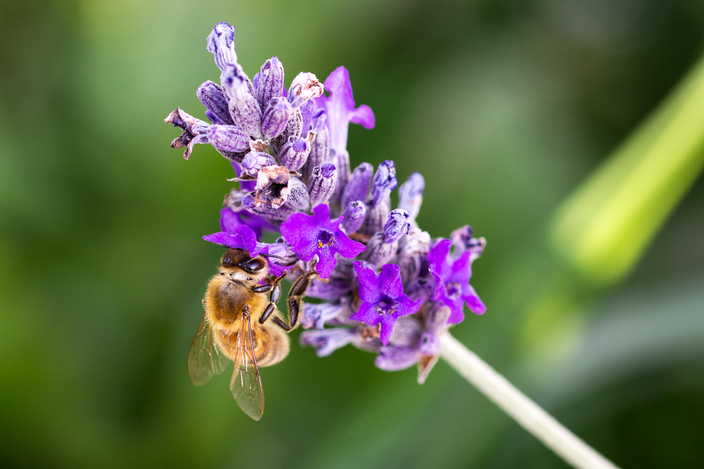 Honigbiene auf einer Lavendelblüte