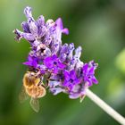 Honigbiene auf einer Lavendelblüte