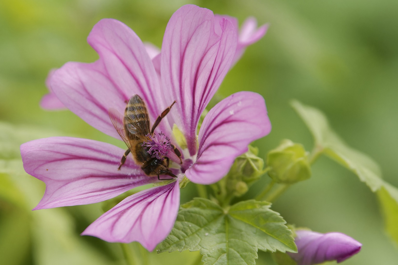 Honigbiene auf einer Malvenblüte