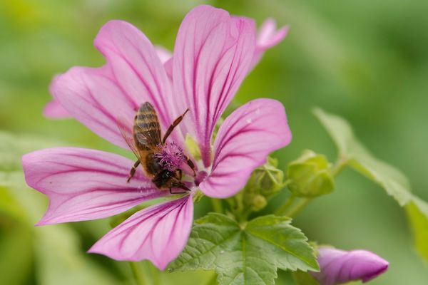 Honigbiene auf einer Malvenblüte