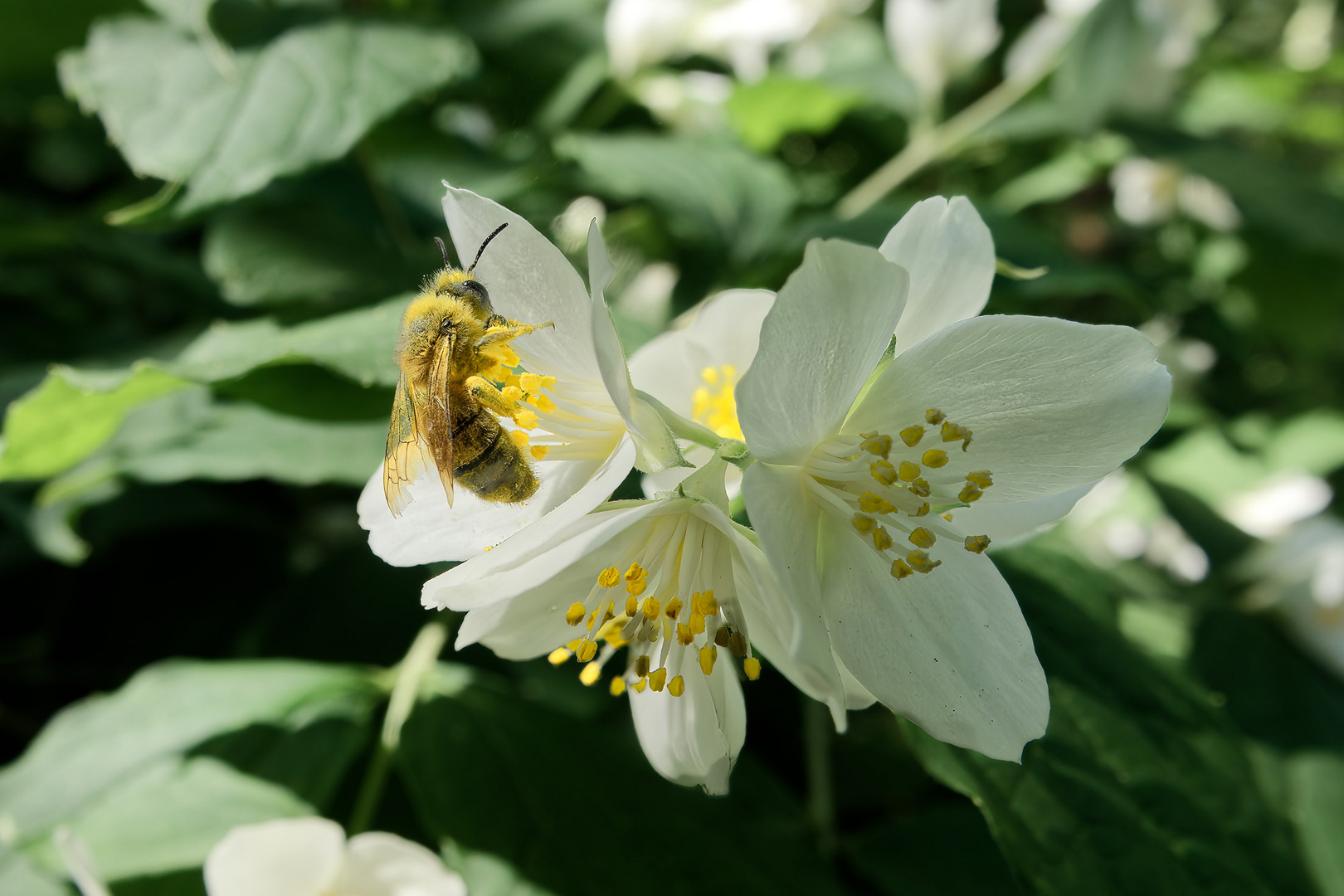 Honigbiene auf Europäischem Pfeifenstrauch (Jasmin)
