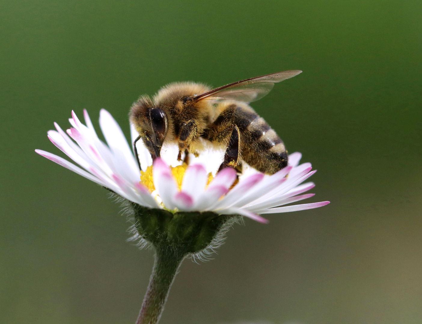 Honigbiene auf Gänseblümchen