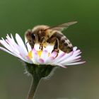 Honigbiene auf Gänseblümchen