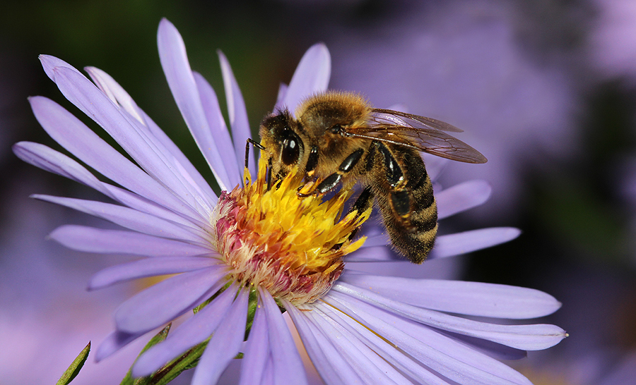 Honigbiene auf Herbstaster