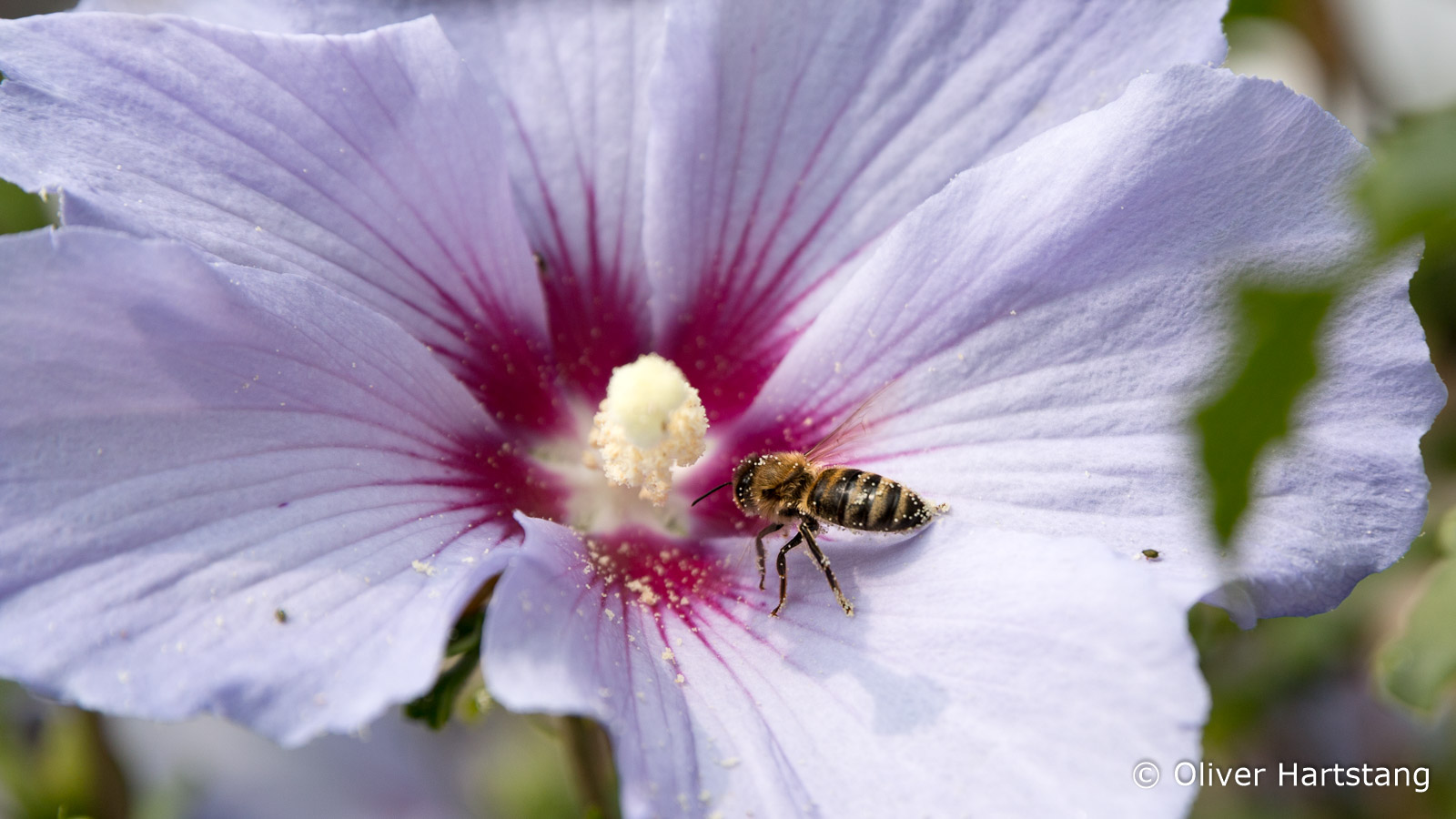 Honigbiene auf Hibiskusblüte