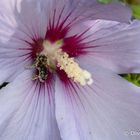 Honigbiene auf Hibiskusblüte