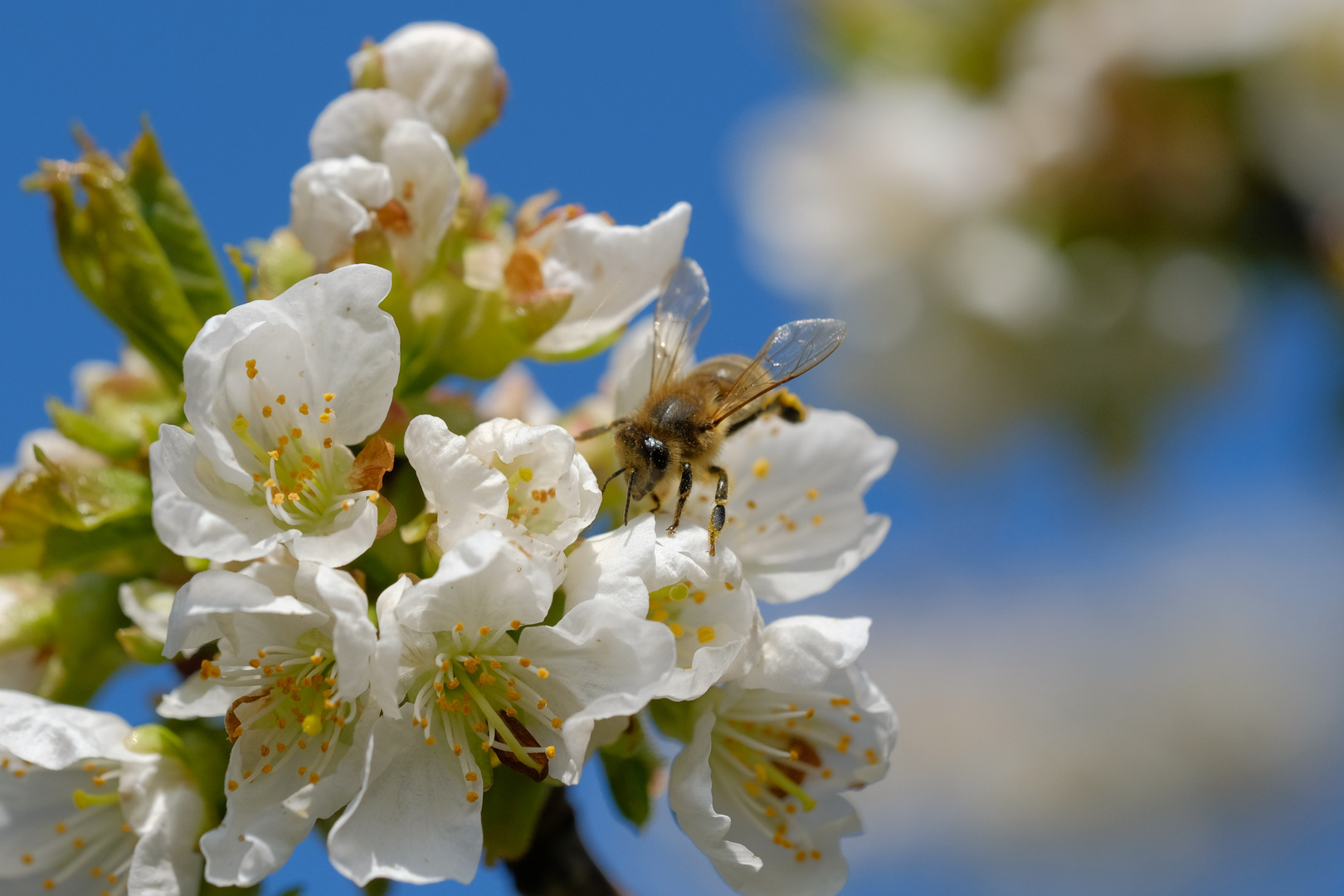 Honigbiene auf Kirschblüten