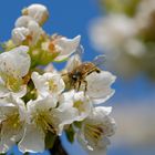 Honigbiene auf Kirschblüten