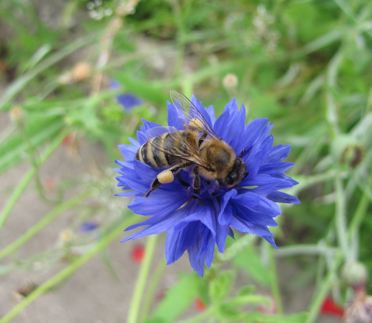 Honigbiene auf Kornblume