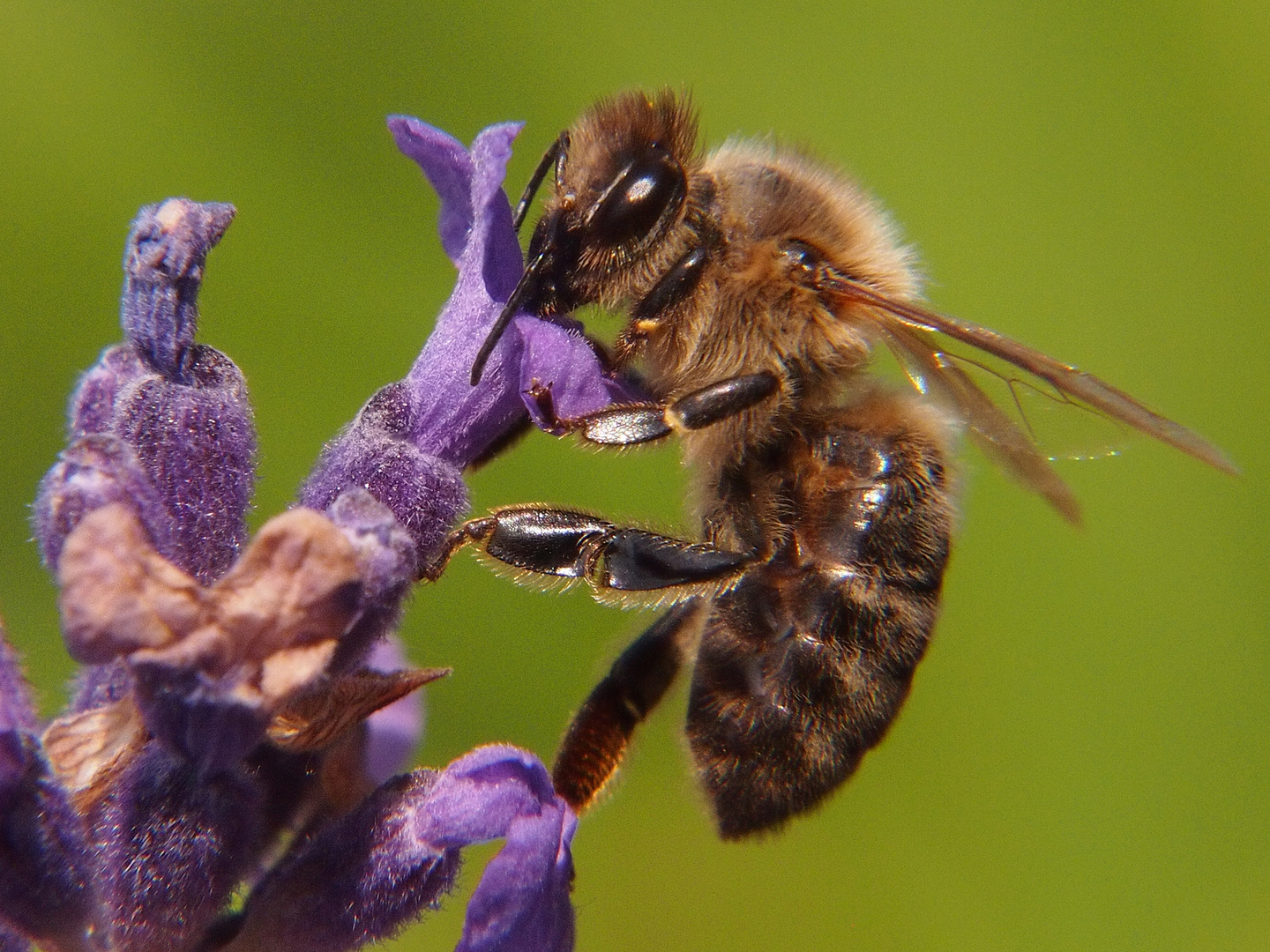 Honigbiene auf Lavendel