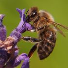 Honigbiene auf Lavendel