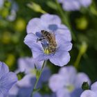 Honigbiene auf Leinblüte