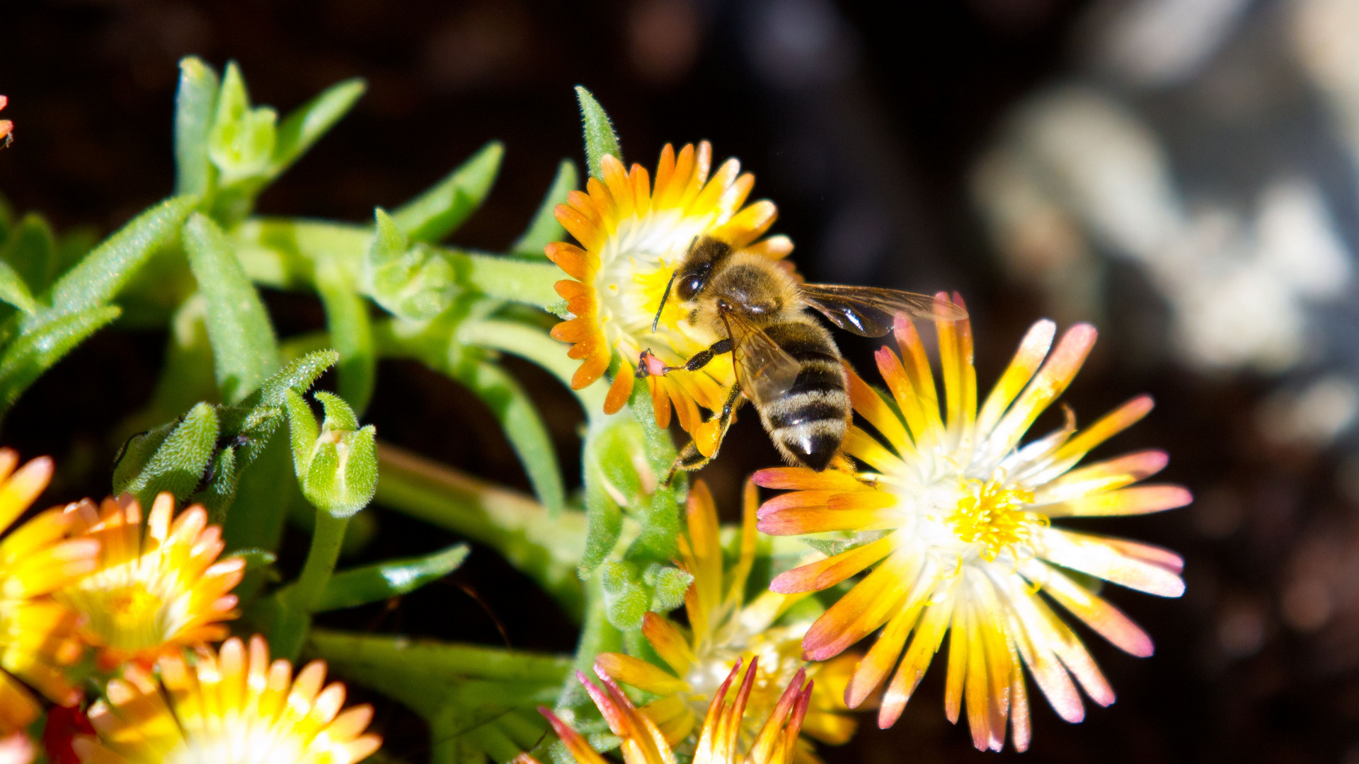 >>honigbiene auf mittagsblume.