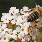 Honigbiene auf Sommerflieder im September