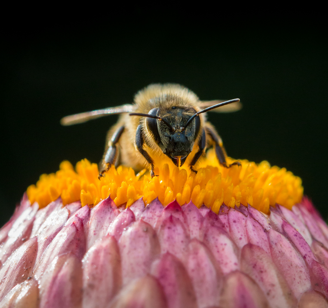 Honigbiene auf Strohblume