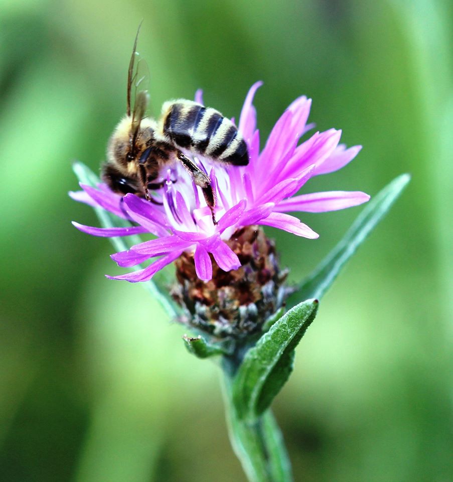 Honigbiene auf Wiesenflockenblume