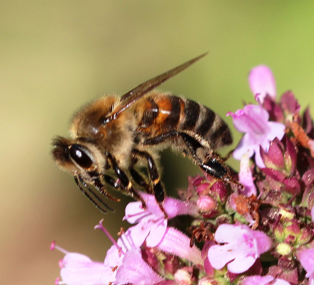 Honigbiene  auf wildem Majoran