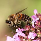 Honigbiene  auf wildem Majoran