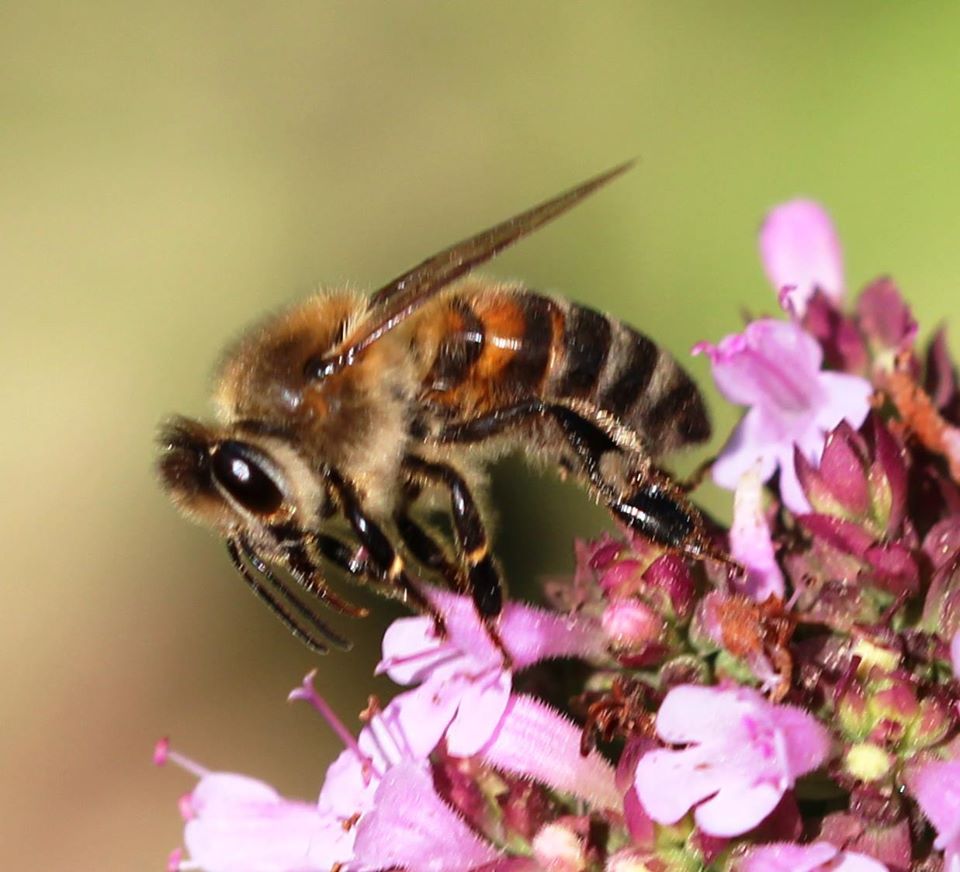 Honigbiene auf wildem Majoran