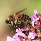 Honigbiene auf wildem Majoran
