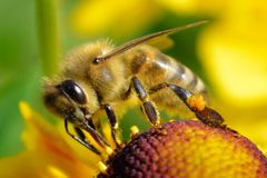 Honigbiene bei der "Arbeit"