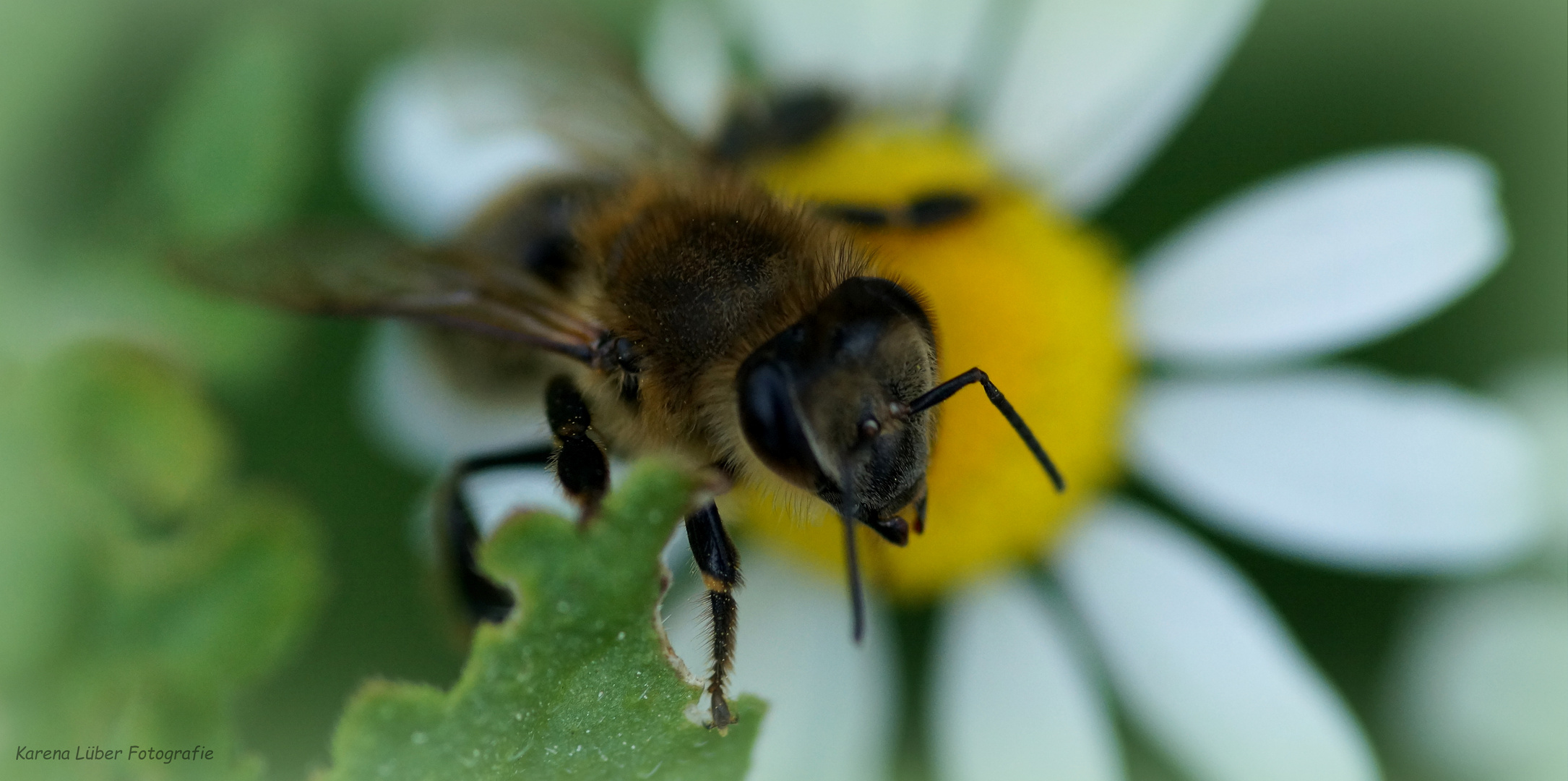 Honigbiene bei der Arbeit