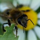 Honigbiene bei der Arbeit