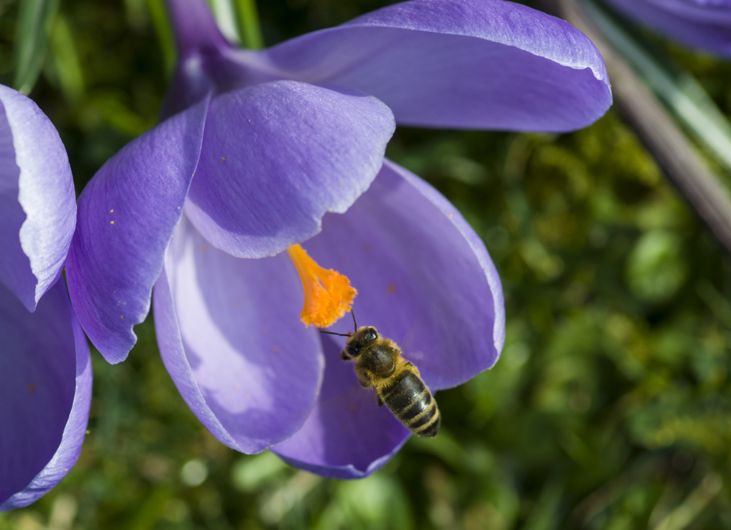 Honigbiene bei der Arbeit