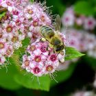 Honigbiene bei der Arbeit