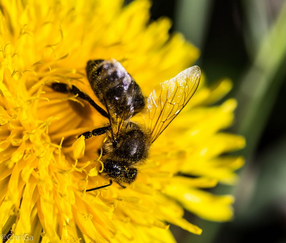 Honigbiene bei der Arbeit