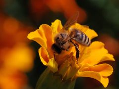 Honigbiene bei der Arbeit im Garten
