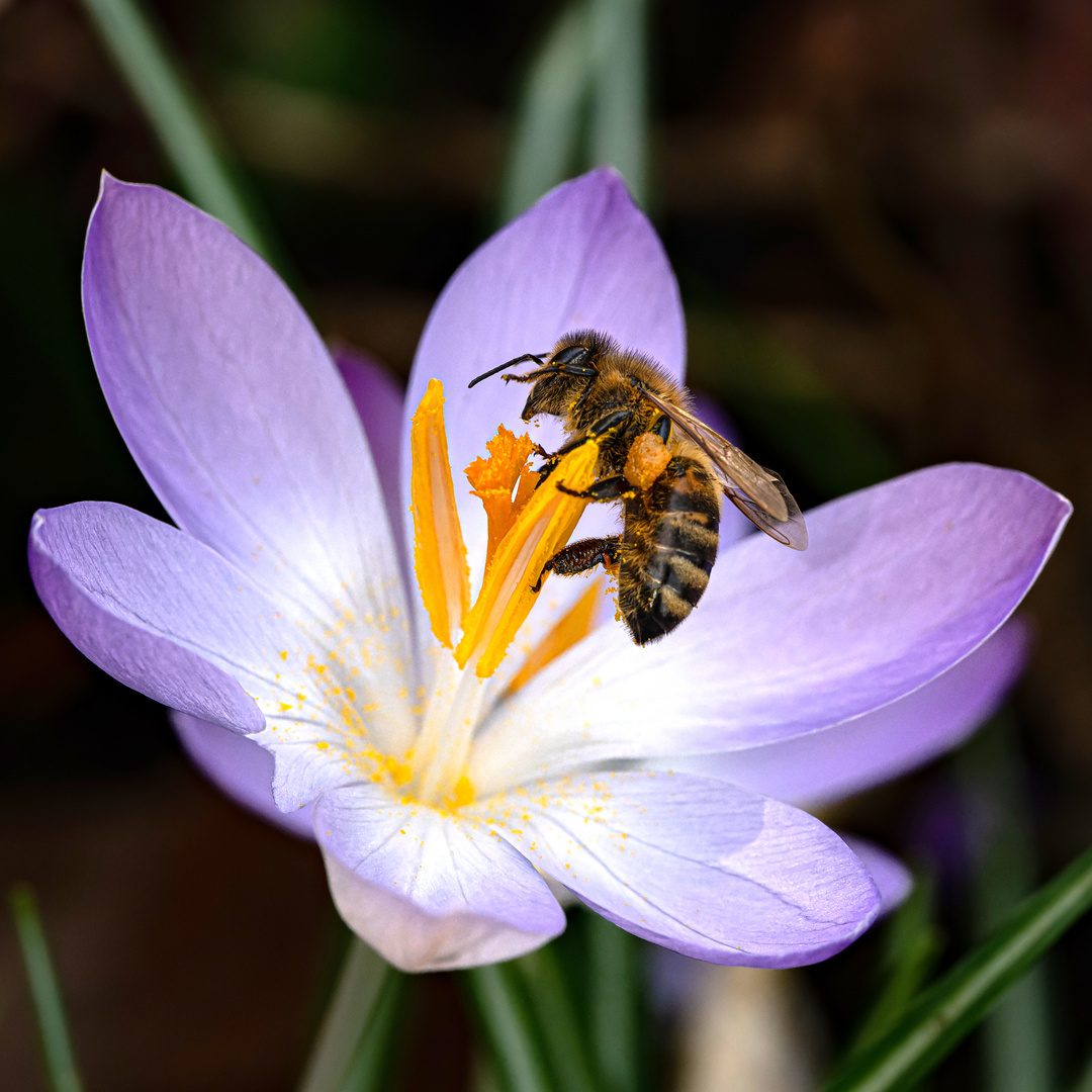 Honigbiene bei der Arbeit in einer Krokusblüte
