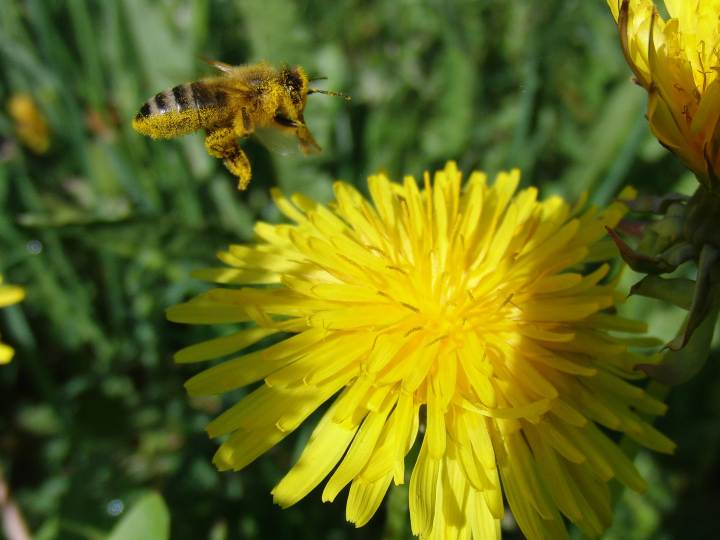 Honigbiene beim Anflug