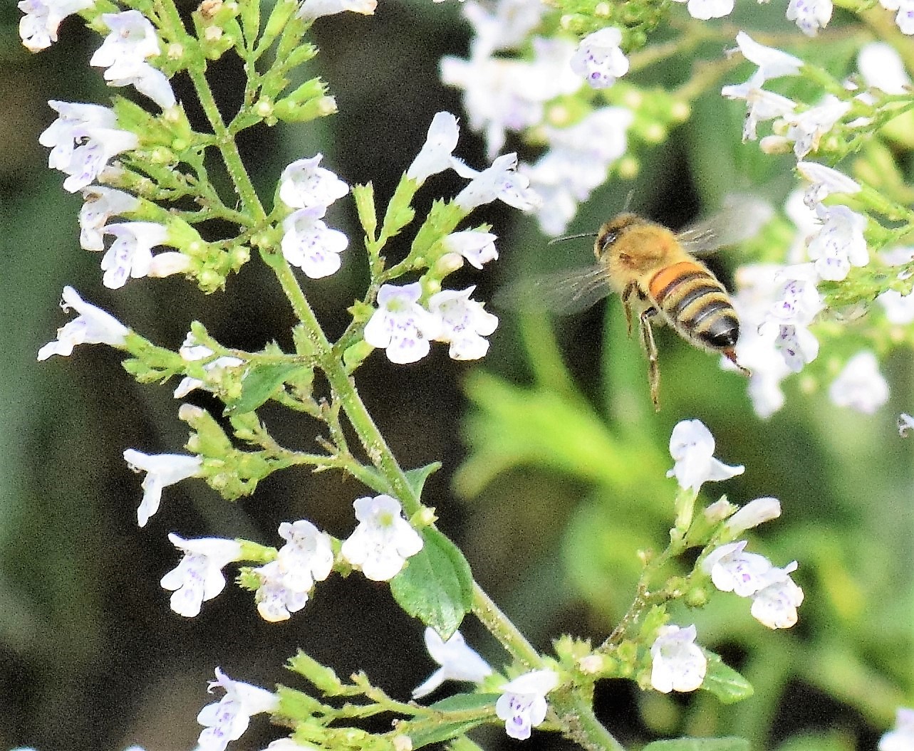 Honigbiene beim Anflug auf Bergminze