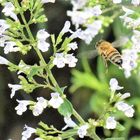 Honigbiene beim Anflug auf Bergminze