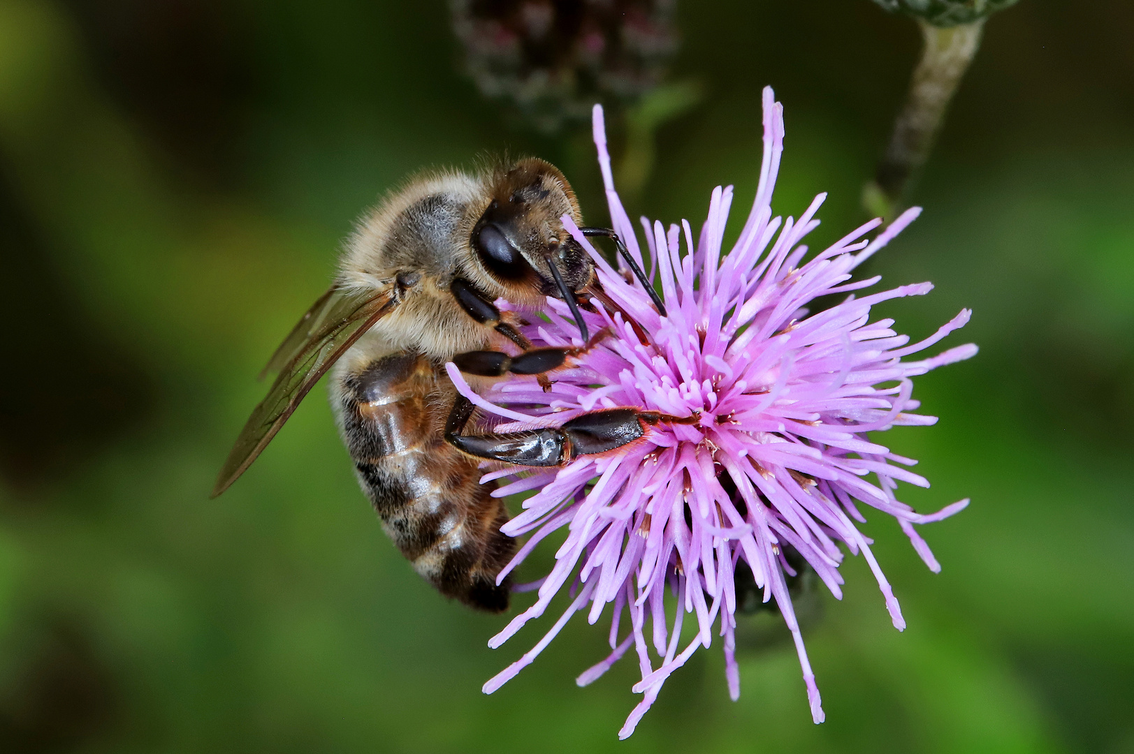 Honigbiene beim Nektar sammeln auf der Blüte der Ackerkratzdistel