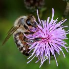 Honigbiene beim Nektar sammeln auf der Blüte der Ackerkratzdistel