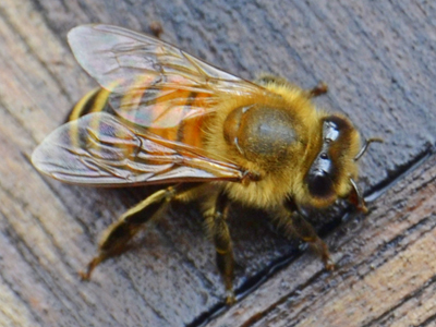 Honigbiene beim Saufen