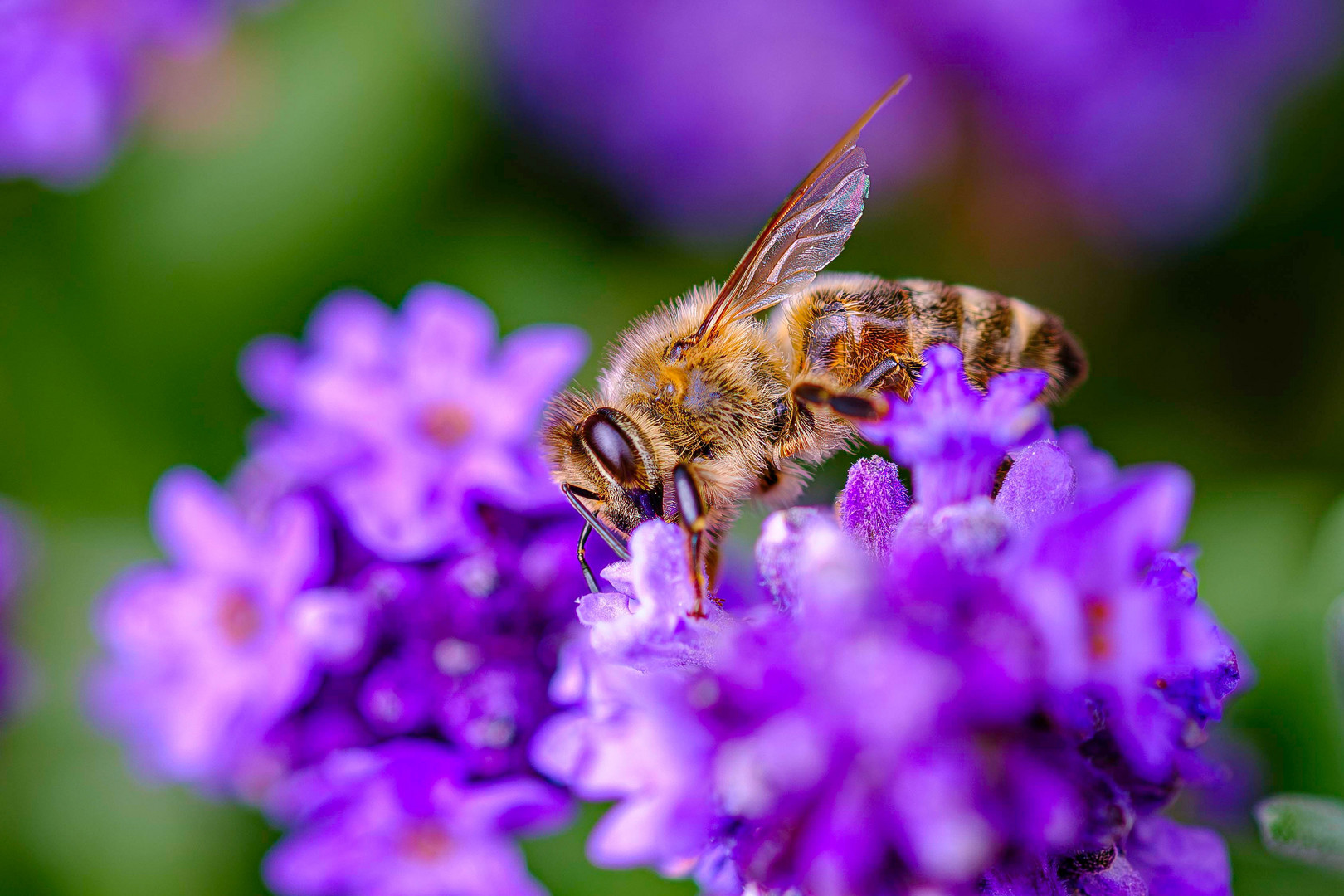 Honigbiene besucht Blume / Honeybee visiting flower