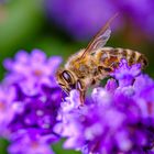 Honigbiene besucht Blume / Honeybee visiting flower