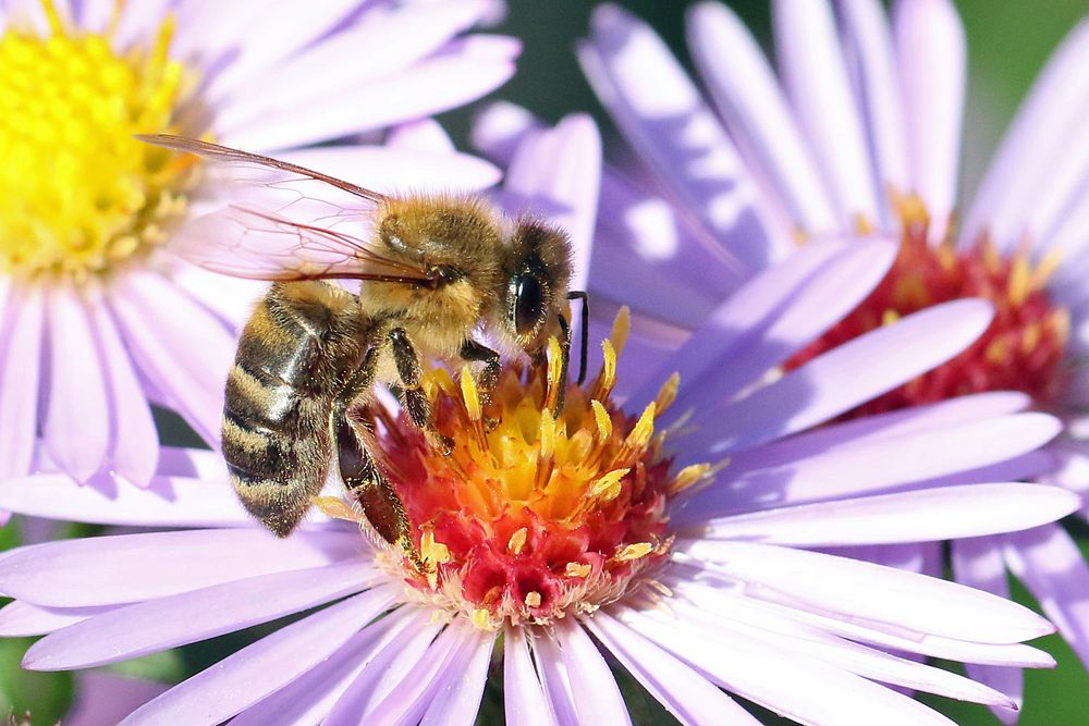 Honigbiene Foto & Bild fotos, makro, natur Bilder auf
