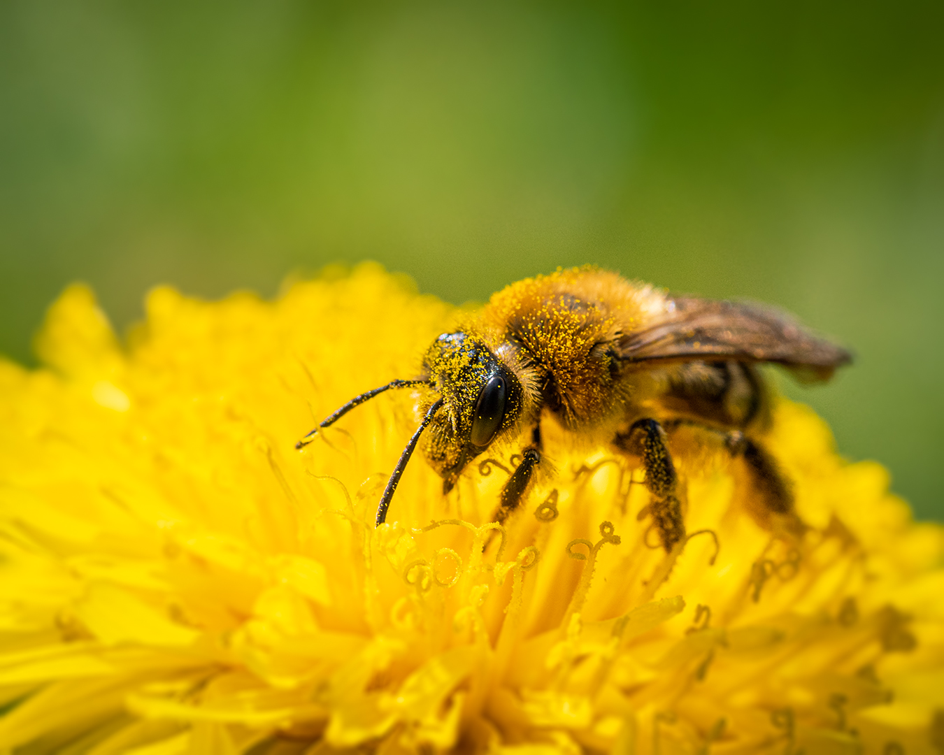 Honigbiene Foto & Bild tiere, wildlife, insekten Bilder auf