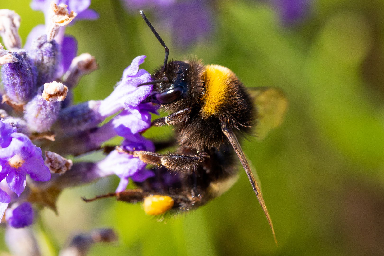 Honigbiene, die eigendlich eine Hummel ist. :-)