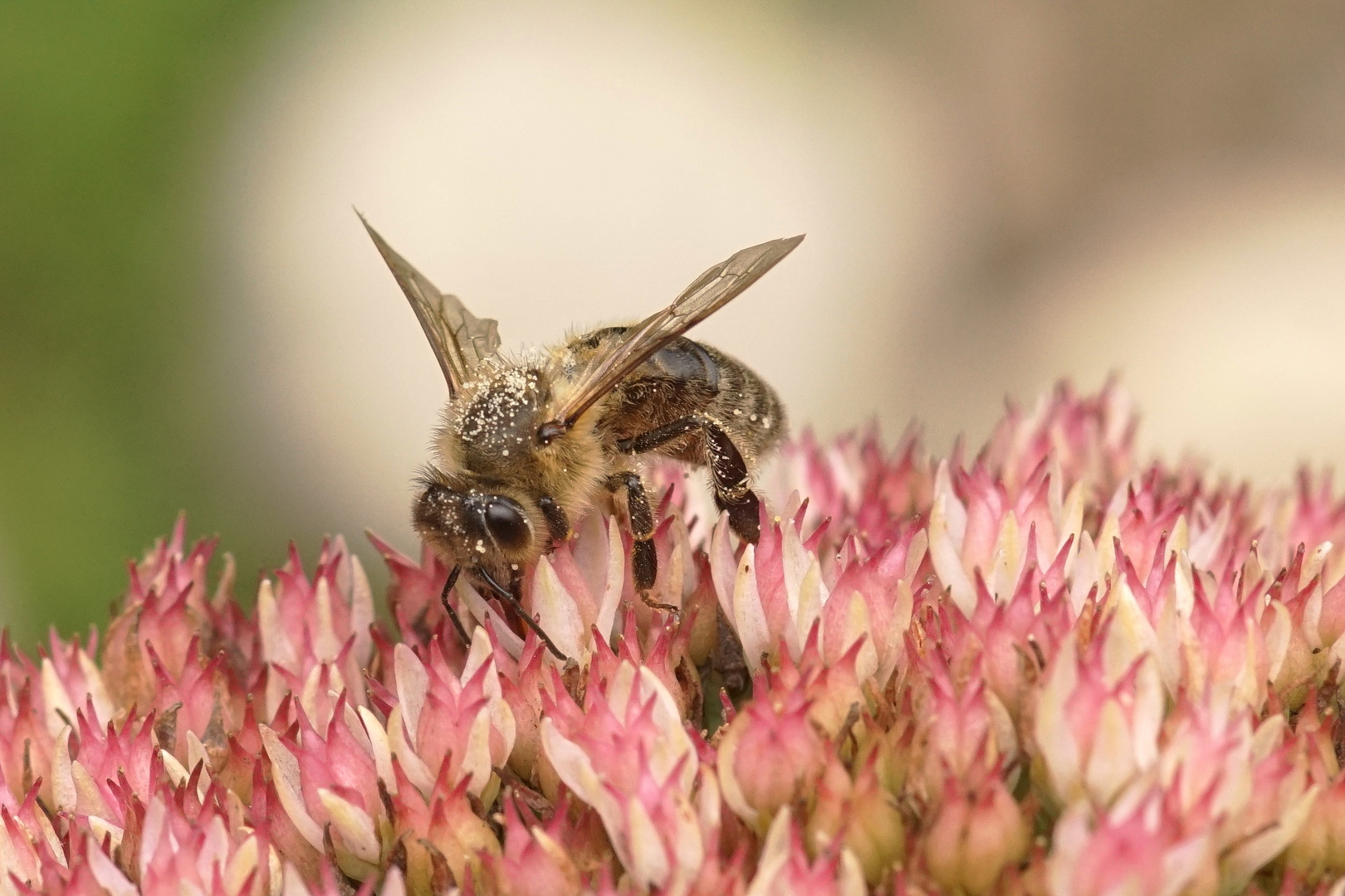 Honigbiene Foto & Bild nahaufnahme, blume, blumen Bilder auf